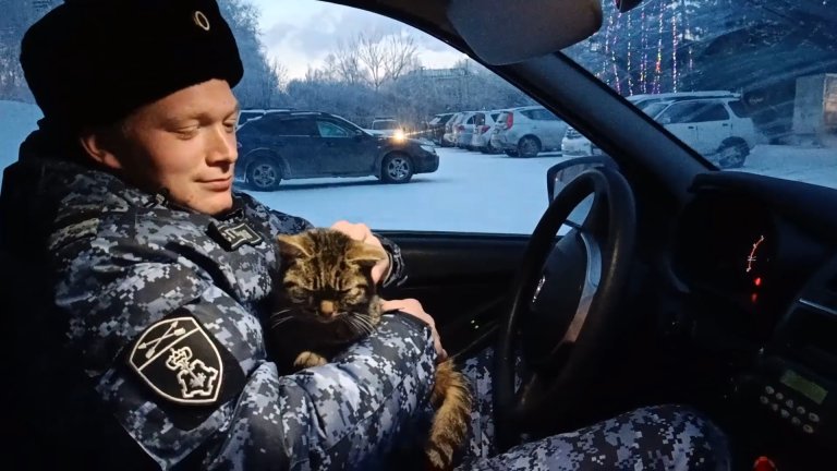 В Иркутске животные прячутся от морозов под капотами автомобилей: к чему это может привести