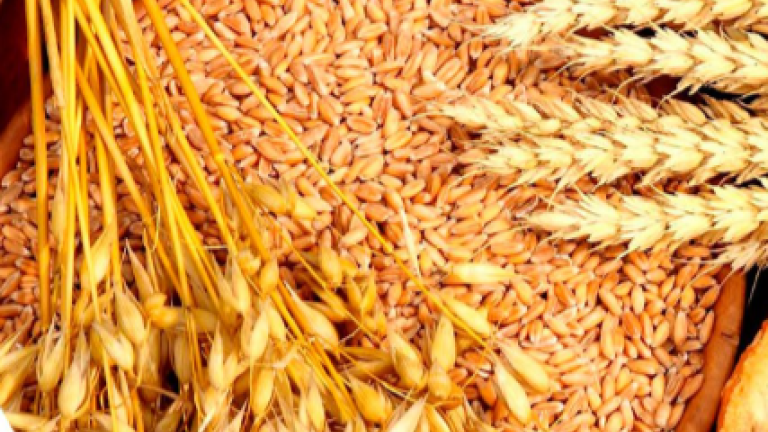 Более 90% зерна из Иркутской области экспортируется в Китай
