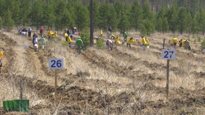 8 тысяч новых деревьев высадили на месте лесного пожара в Иркутском районе