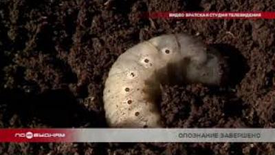 Огромные личинки, атаковавшие садоводства Братска, опознаны