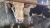 1300 голов скота потеряло из-за узелкового дерматита одно из крупных предприятий Иркутской области