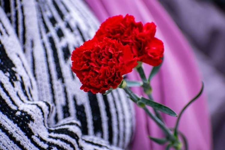 гвоздики, цветы