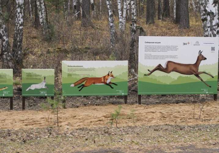 Интерактивные стенды появились на экотропе в Большом Голоустном