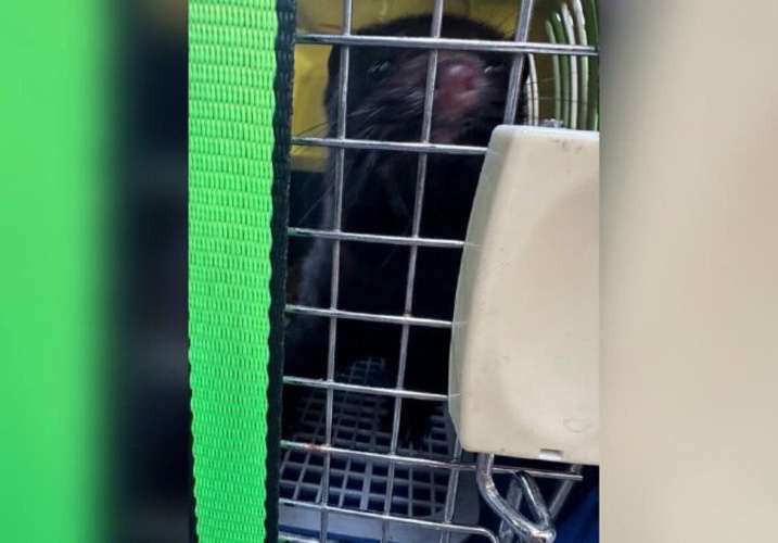Покусавшую хозяев норку поймали в Красноярске