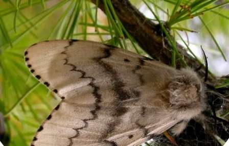 Непарный шелкопряд обнаружен в Осинском районе