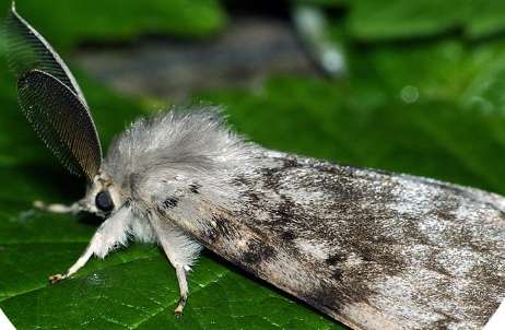Новые очаги распространения непарного шелкопряда обнаружены в Приангарье