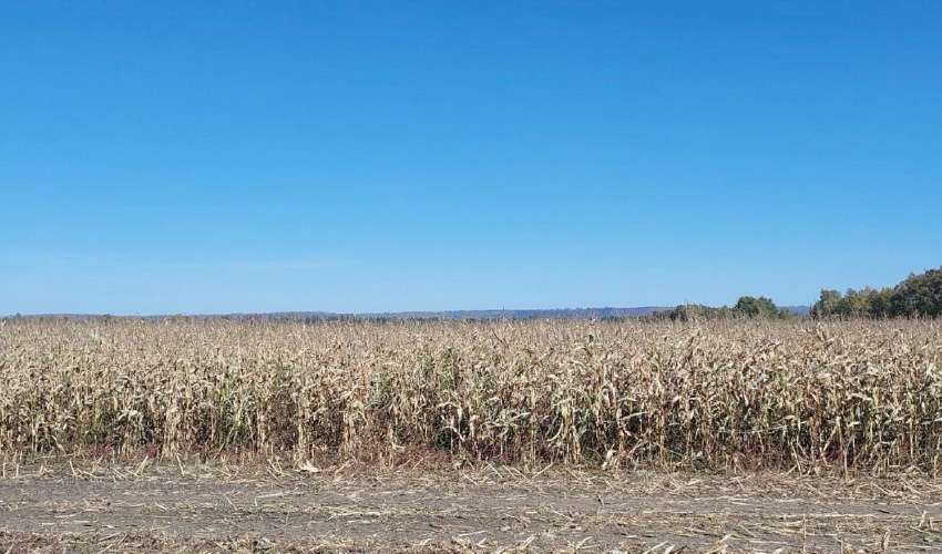 Пострадавшим от непогоды фермерам Иркутской области возместят большую часть ущерба