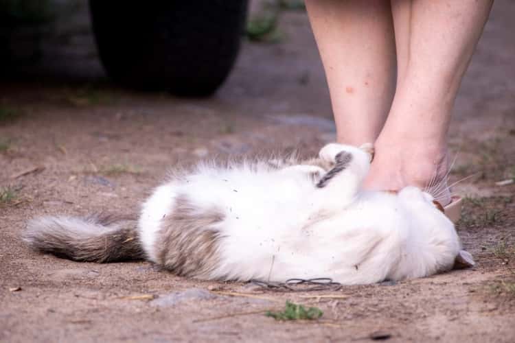 Мужчина выбросил кота с восьмого этажа в Иркутске