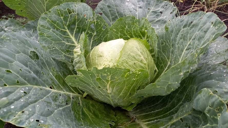 В овощах из Иркутского района обнаружен опасный уровень пестицидов и нитратов