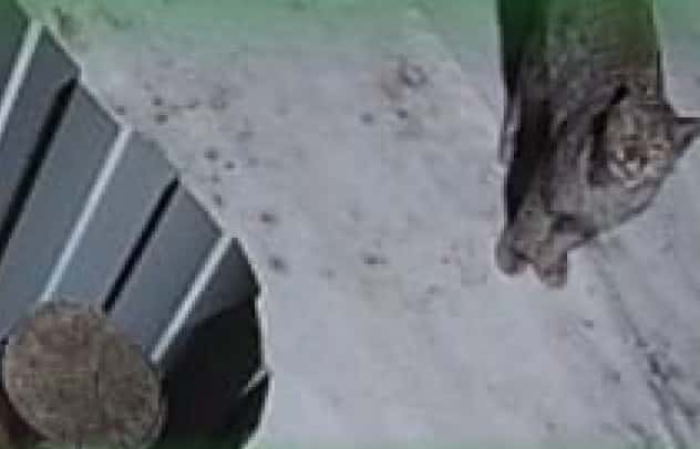 Рысь пришла ночью в посёлок Хужир на Ольхоне