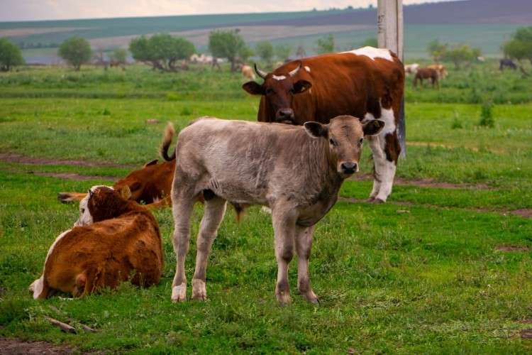 53 нелегальных телёнка задержаны в Иркутской области