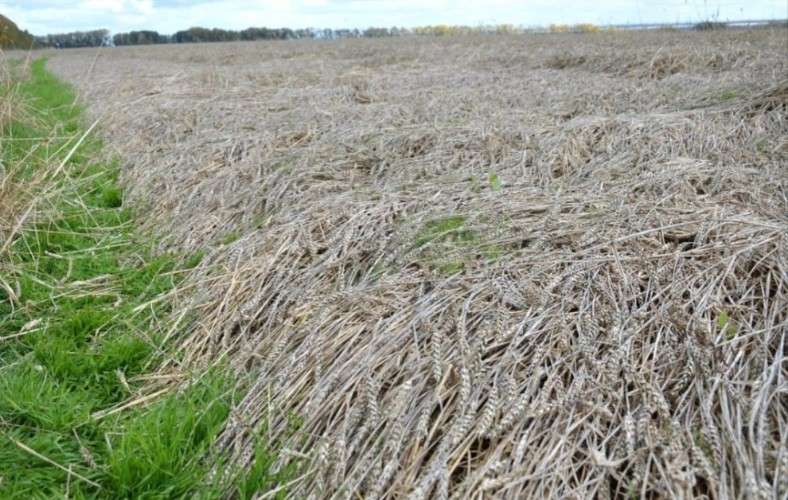 Год не будут платить за аренду земли фермеры Чунского округа