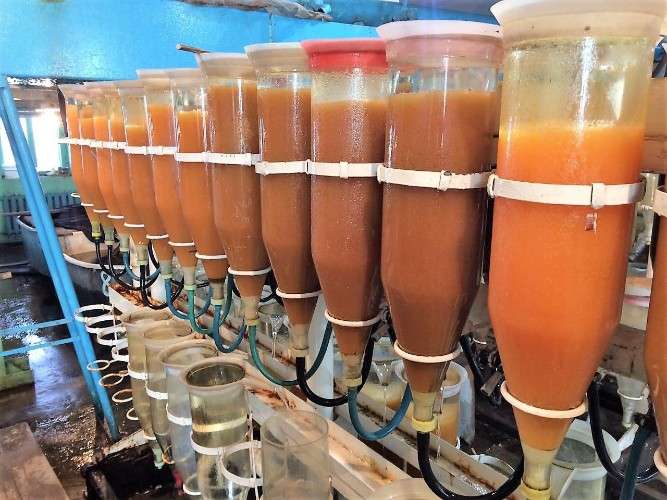 Рекордное количество икры пеляди заготовили в Приангарье