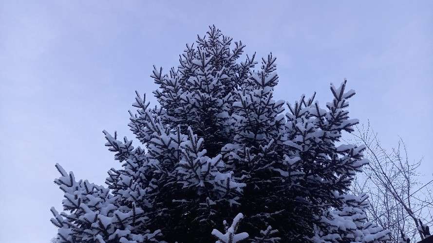 Минимум в 7 тыс. рублей обойдётся ёлка, срубленная в Прибайкальском нацпарке