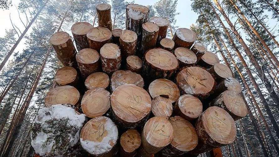 Дело о контрабанде леса на 580 млн рублей направлено в суд в Иркутской области