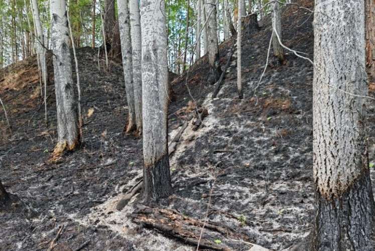 Житель Жигаловского района случайно сжёг 37 га леса