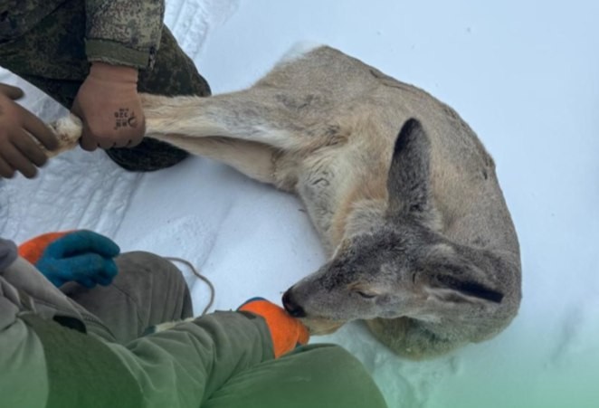 Косулю спасли на льду Байкала у Листвянки