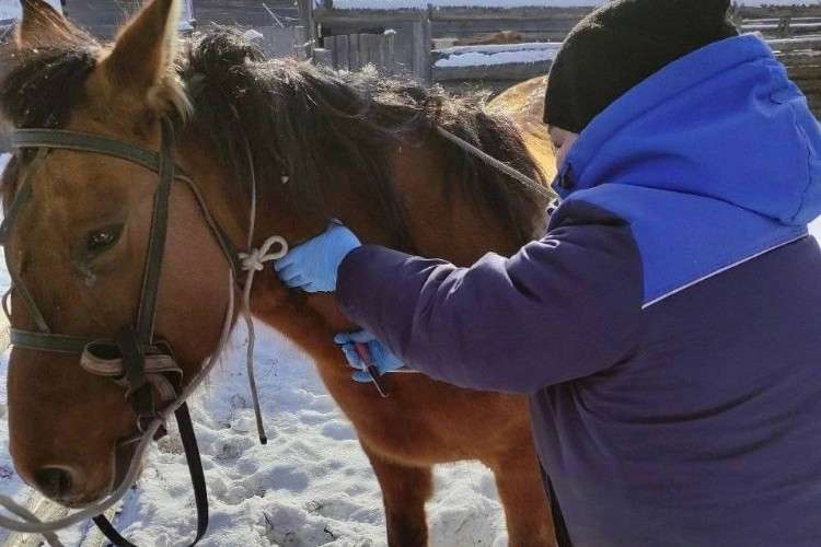 Почти 800 тыс. прививок планируют сделать ветеринары Иркутской области этой весной