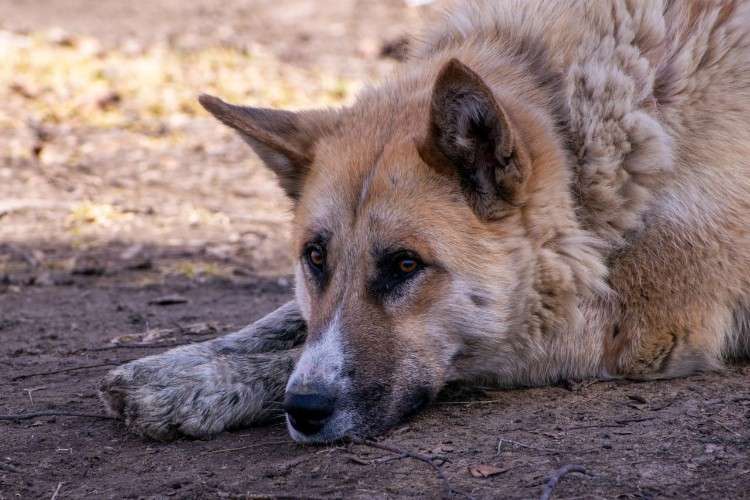Арбалетную стрелу извлекли ветеринары из головы собаки в Казачинско-Ленском районе