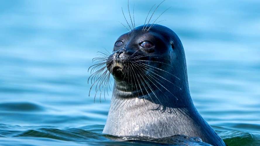 Учёные задействовали беспилотники для подсчёта байкальских нерп на Ушканьих островах