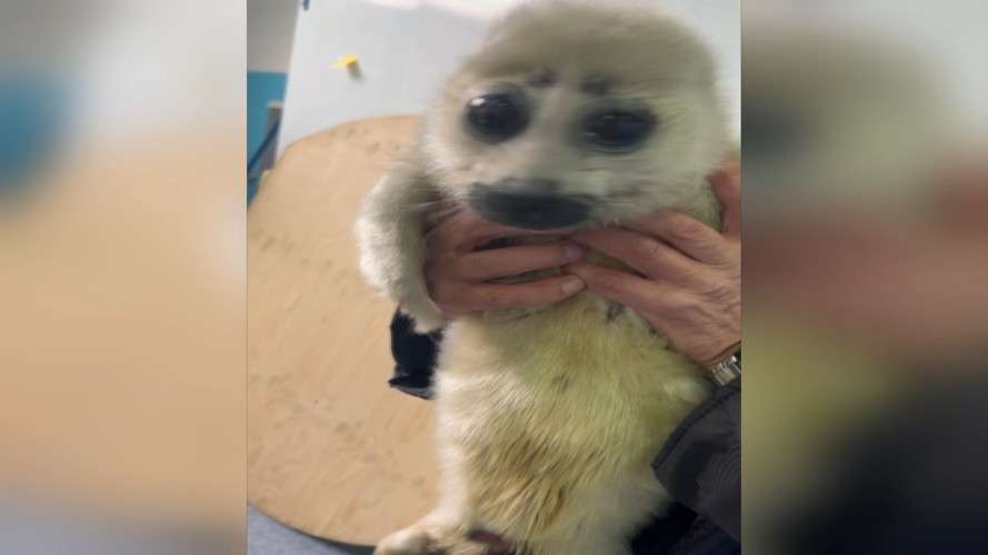 Истощённого белька привезли туристы в нерпинарий в Листвянку