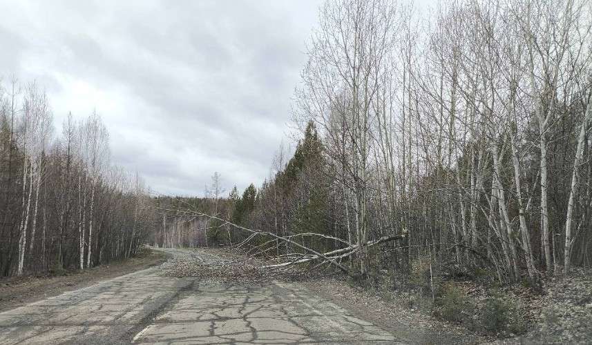 Упавшее дерево