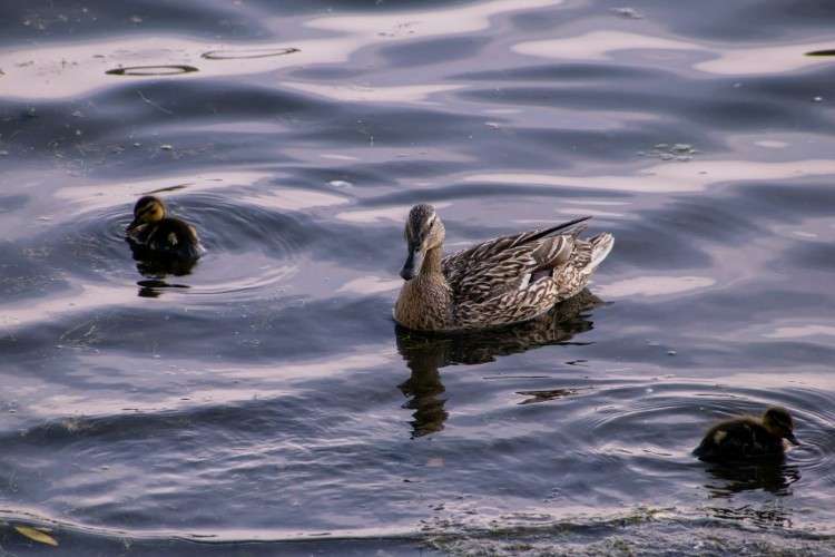 погода, утка