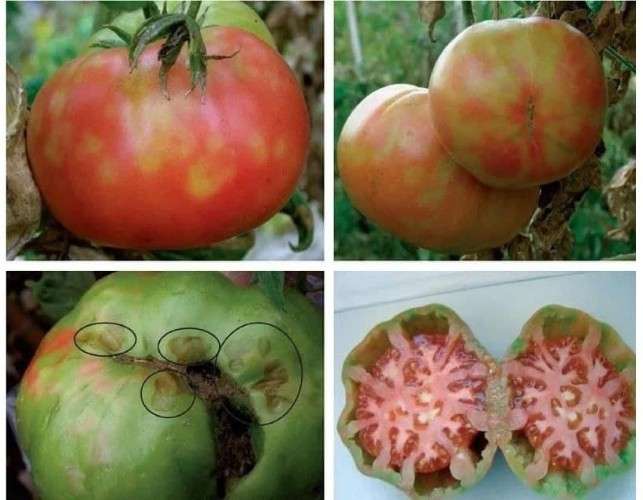 офощи, фрукты