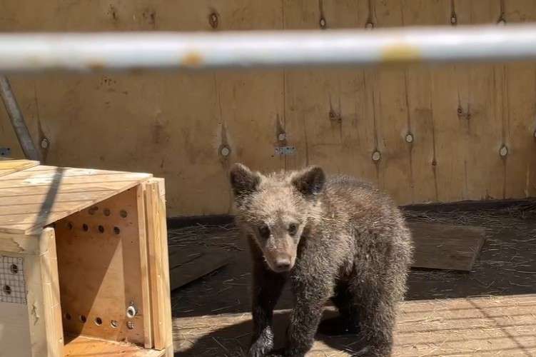 Медвежонок