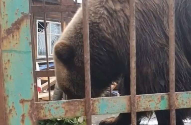 Медведь