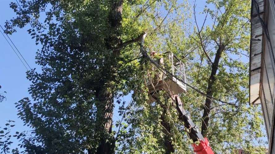 обрезка деревьев