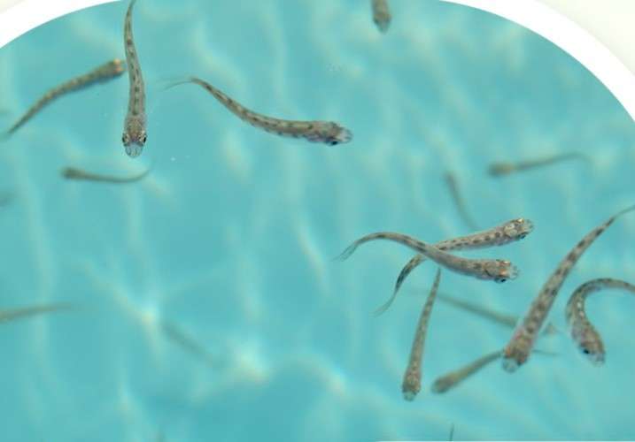 Мальки хариуса