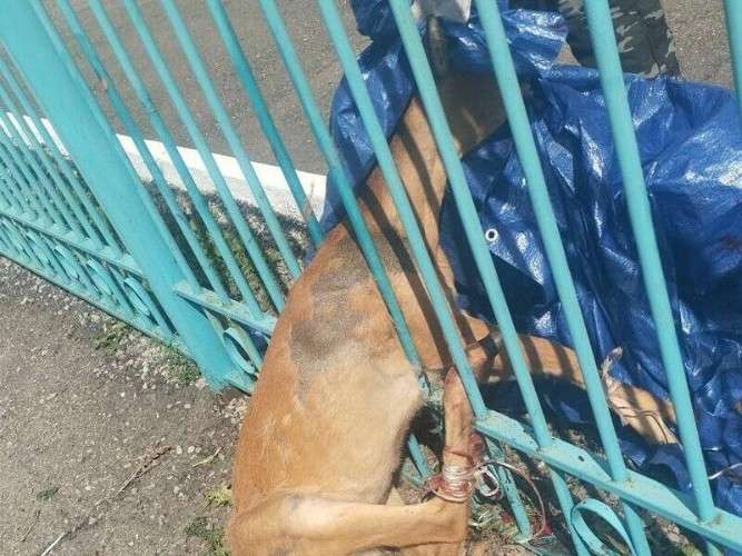 Косуля в заборе