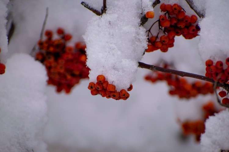 рябина в снегу