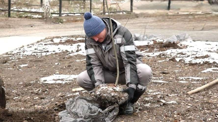 посадка деревьев