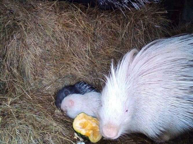 Дикообразы