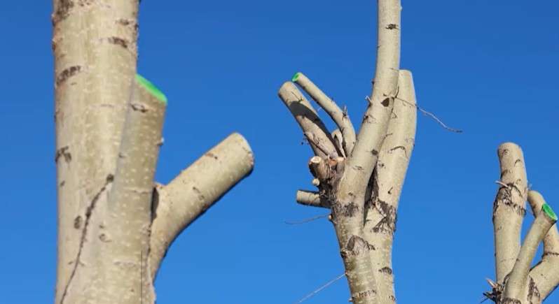 Кронированные тополя