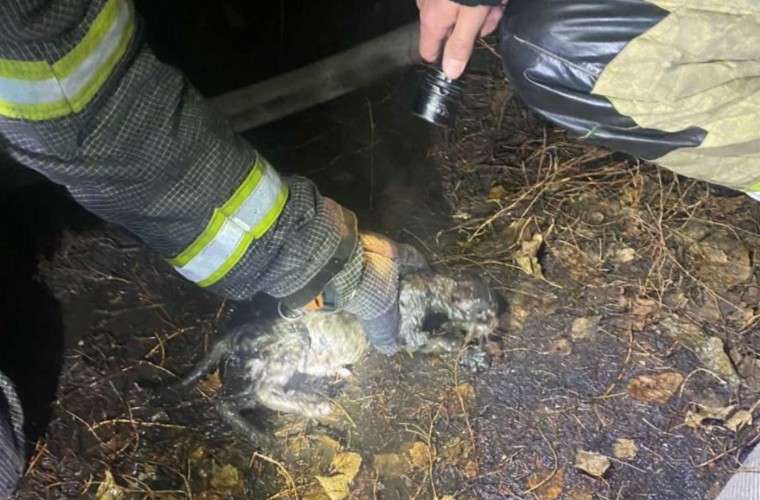 Спасение котёнка