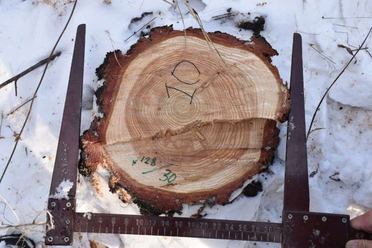 Спиленное дерево