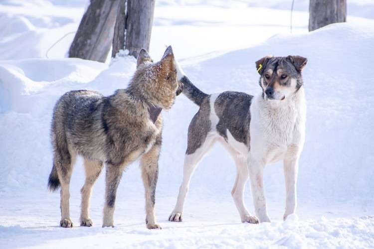 Отлов бродячих собак усилили в Ленинском округе Иркутска