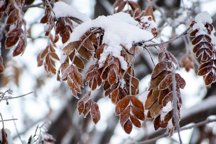 В Приангарье 7 декабря нагрянут снег и морозы до -35°