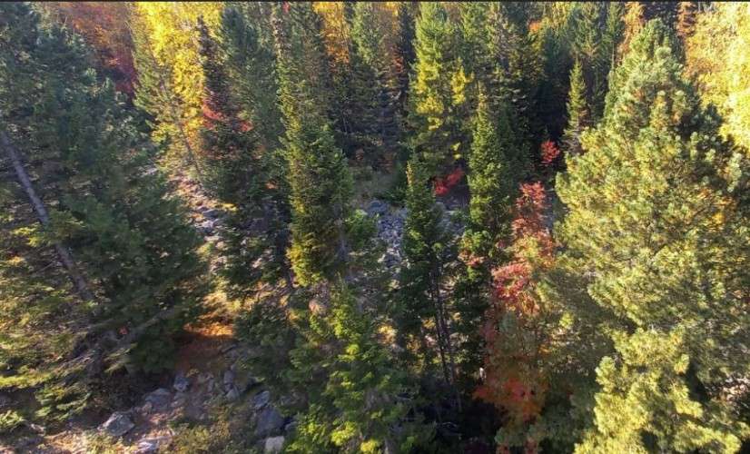 Хвойный лес