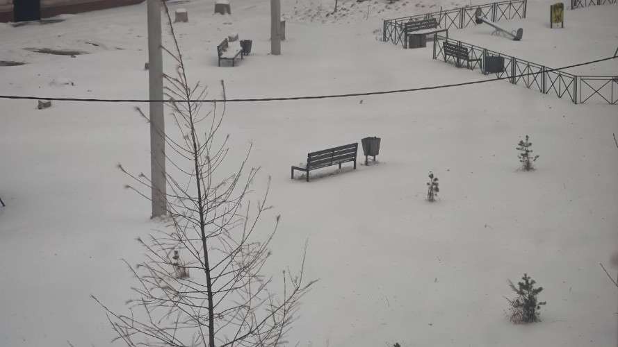 заснеженный двор, ветер гнёт хвойную поросль