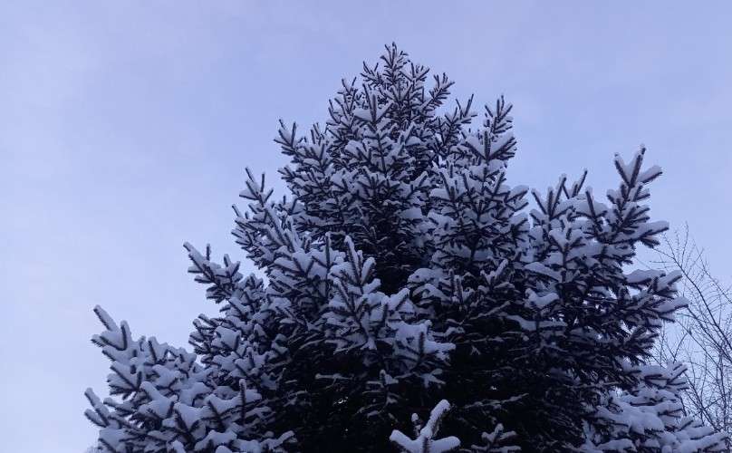 Ель в снегу