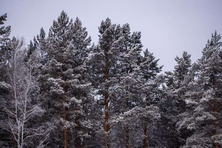 зимний хвойный лес