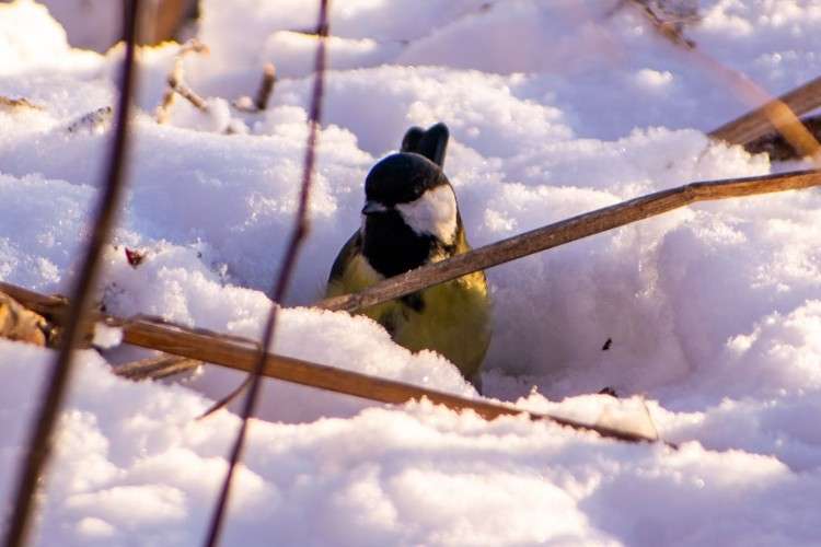 синица на снегу