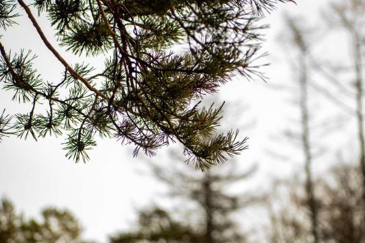 хвойная ветка на фоне леса