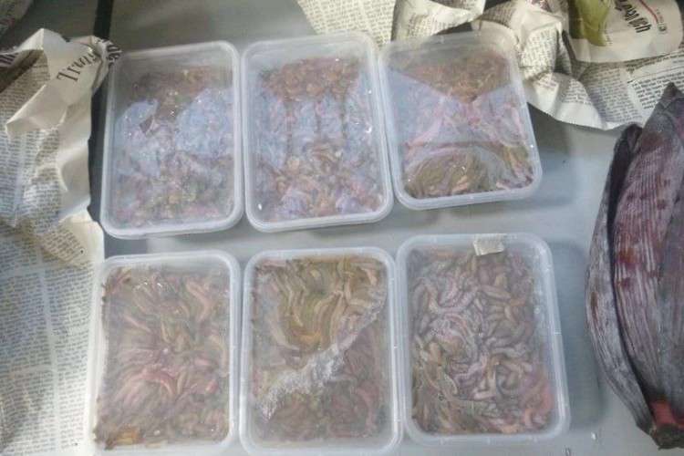 Упакованные червяки