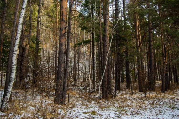 лес, деревья, снег, хвоя