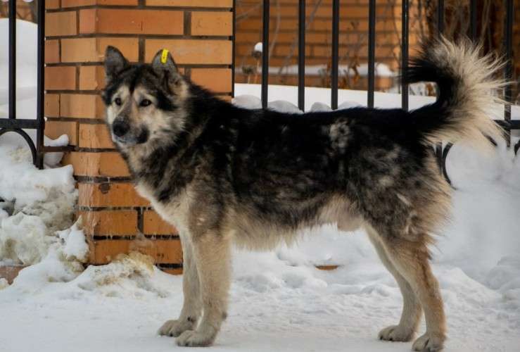 Чипированная собака